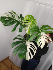 Monstera Variegata Adult
