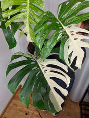Monstera Variegata Adult