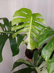 Monstera Variegata Adult