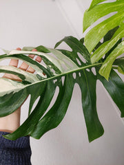 Monstera Variegata Adult