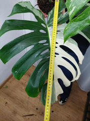 Monstera Variegata Adult