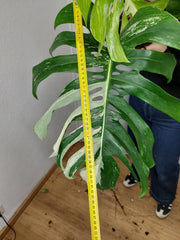 Monstera Variegata Adult