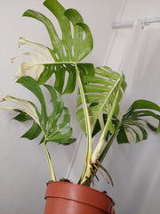 Monstera Variegata Adult