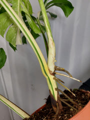 Monstera Variegata Adult