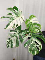Monstera Variegata Adult