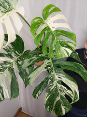 Monstera Variegata Adult