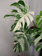 Monstera Variegata Adult