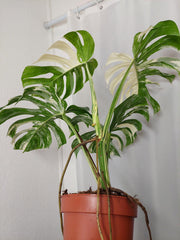 Monstera Variegata Adult