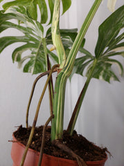 Monstera Variegata Adult