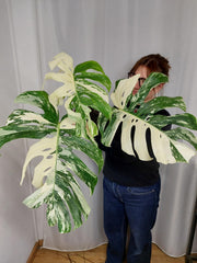 Monstera Variegata Adult