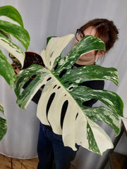 Monstera Variegata Adult