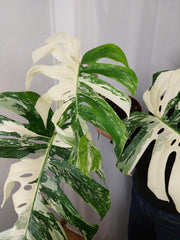 Monstera Variegata Adult