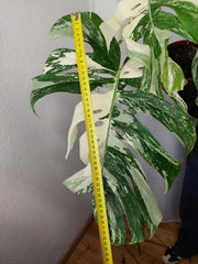 Monstera Variegata Adult