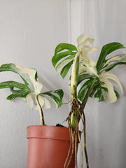 Monstera Variegata Adult