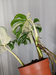 Monstera Variegata Adult