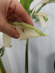 Monstera Variegata Adult