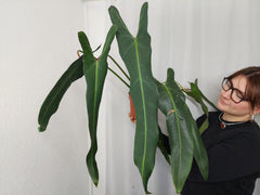 Philodendron Spiritus Sancti Adult