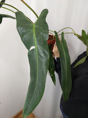 Philodendron Spiritus Sancti Adult