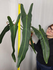 Philodendron Spiritus Sancti Adult