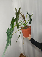 Philodendron Spiritus Sancti Adult