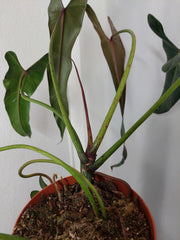 Philodendron Spiritus Sancti Adult