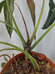Philodendron Spiritus Sancti Adult