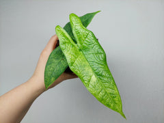 Alocasia Sulawesi Green Carpet Aurea