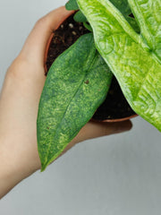 Alocasia Sulawesi Green Carpet Aurea