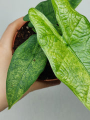 Alocasia Sulawesi Green Carpet Aurea