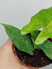 Alocasia Sulawesi Green Carpet Aurea