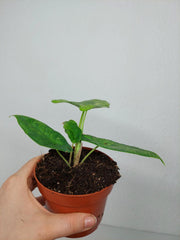 Alocasia Sulawesi Green Carpet Aurea