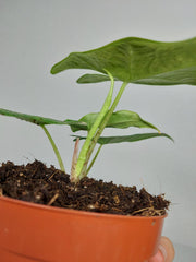 Alocasia Sulawesi Green Carpet Aurea