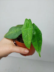Alocasia Sulawesi Green Carpet Aurea