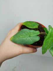 Alocasia Sulawesi Green Carpet Aurea