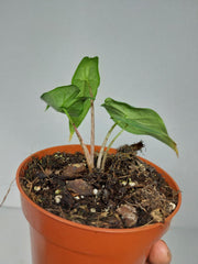 Alocasia Sulawesi Green Carpet Aurea