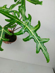 Alocasia Portei Green on Green Variegata