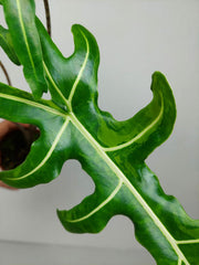 Alocasia Portei Green on Green Variegata