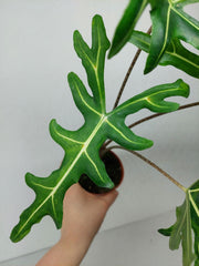 Alocasia Portei Green on Green Variegata