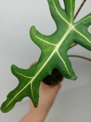 Alocasia Portei Green on Green Variegata