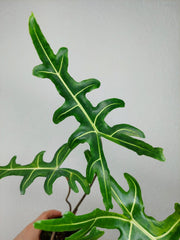 Alocasia Portei Green on Green Variegata