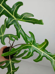 Alocasia Portei Green on Green Variegata
