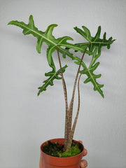 Alocasia Portei Green on Green Variegata
