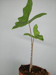 Sad Plants