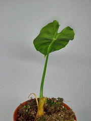 Sad Plants