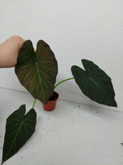 Sad Plants