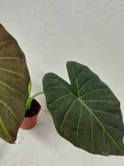 Sad Plants