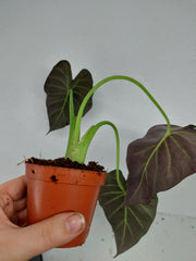 Sad Plants