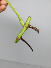 Sad Plants