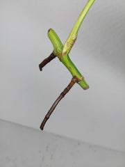 Sad Plants