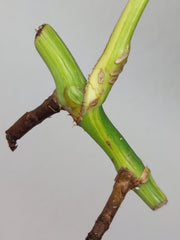 Sad Plants